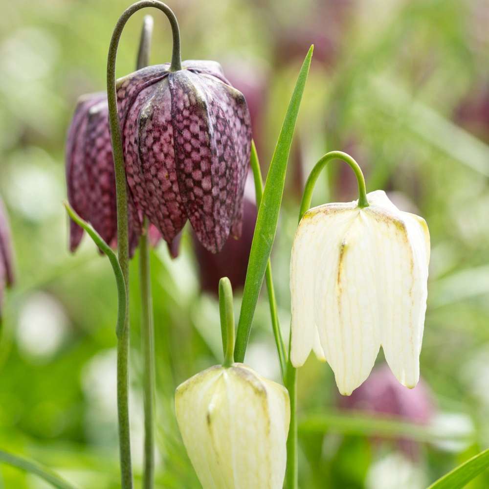 Vibeæg violet/hvid - Meleagris